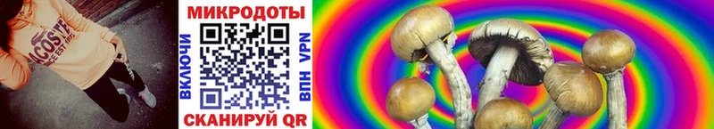 Галлюциногенные грибы Psilocybe  Кудрово 