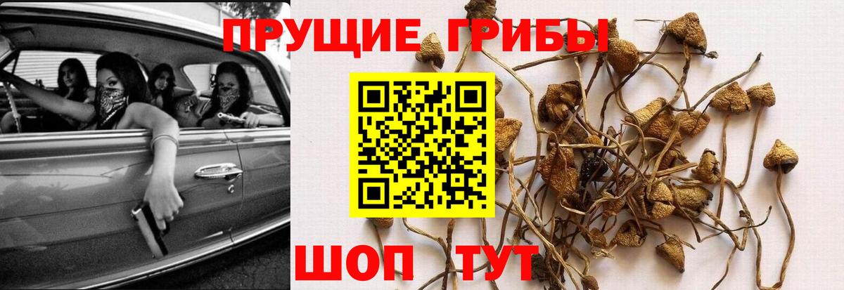 Псилоцибиновые грибы прущие грибы  даркнет сайт  Кудрово  Вход с VPN 